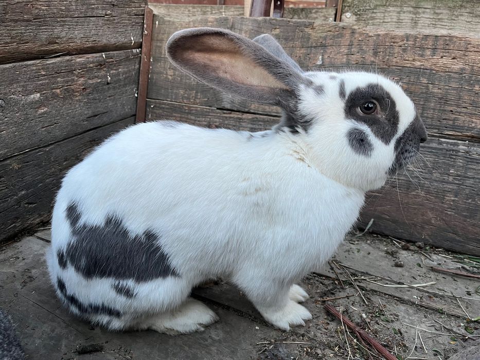 Iepuri Uriaș începând cu vârsta de 1lună
