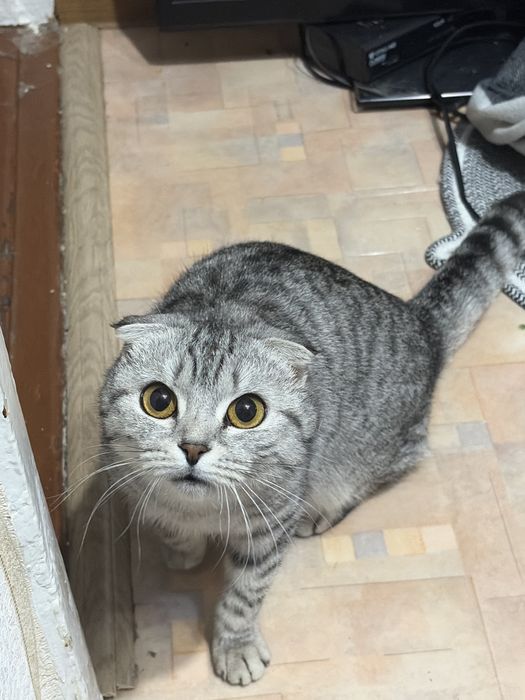 кошка шотландская