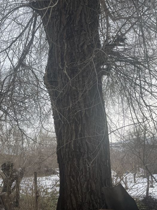 Живое дерево/ карагач / лес