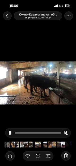 Бордакы ферма аренда,:/ срочно !?