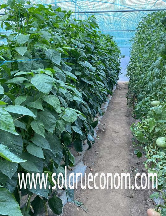 Solar (sera) de gradina din gama premium si standard