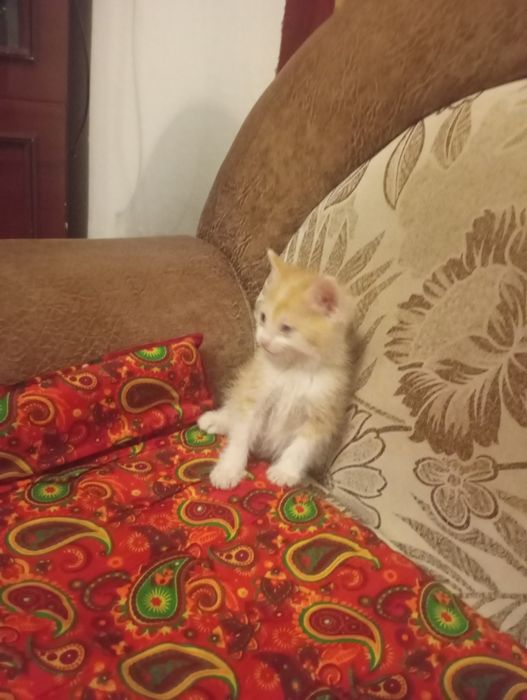 Котёнок марғау еркек
