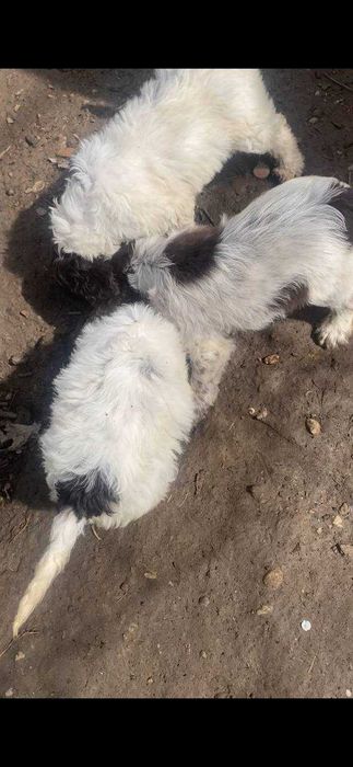 Donez catei pentru trufe