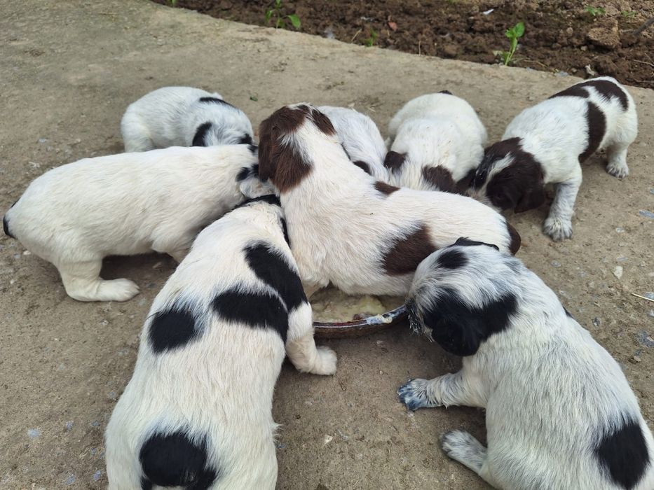 Породистый күшіктер сатылады