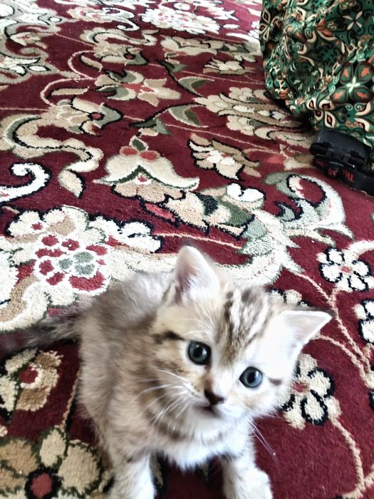 Шотладские котята