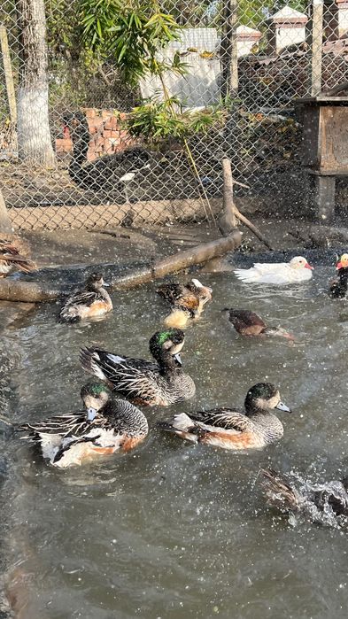 Rate exotice de vanzare