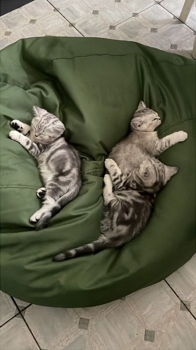 Котята скоттиш-страйт