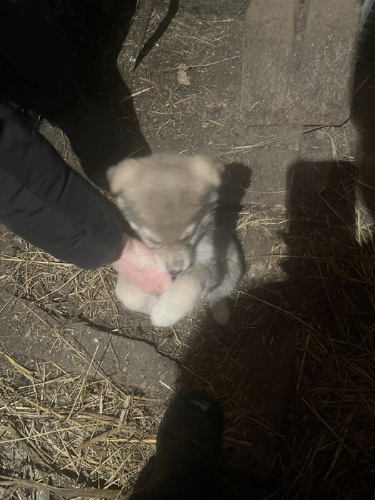 Продам щенка девочка