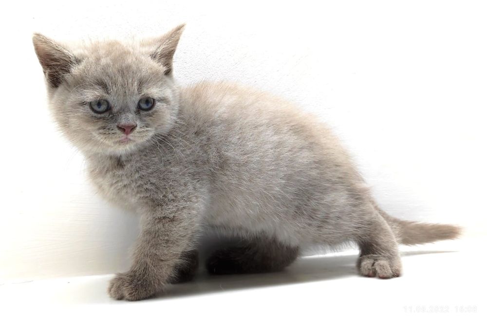 Очаровательные кошечки и котики. Бриташки..