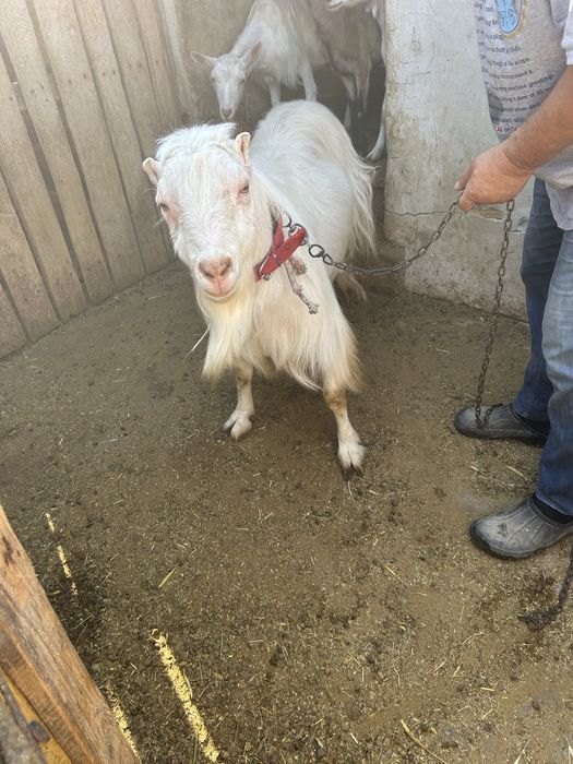 Vand tapi Zana, in varsta de 2 ani, bine ingrijiti