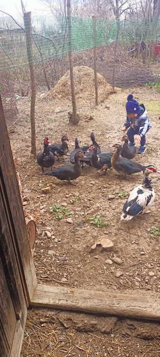 Rațe mute de vânzare