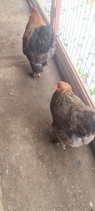 Pereche Brahma potarnichiu