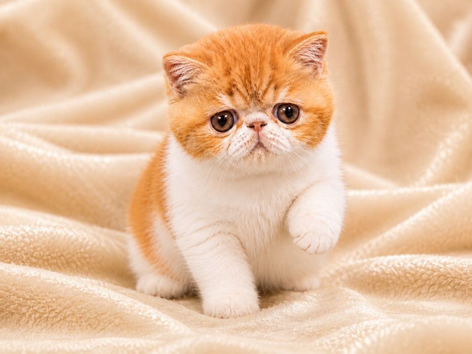 Экзотический котенок