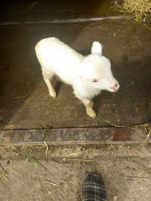 Vând un miel de 2 săptămâni