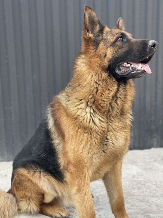 Немецкая овчарка Для Вязки