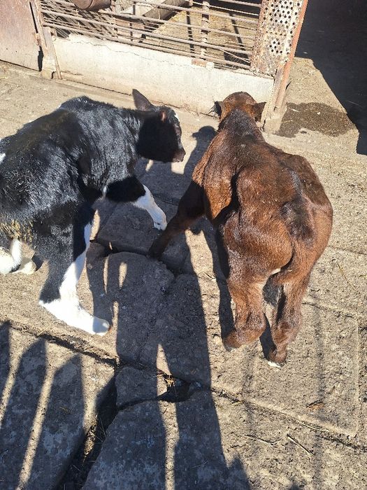 Vând doi viței.  Vârstă de 2 săptămâni!