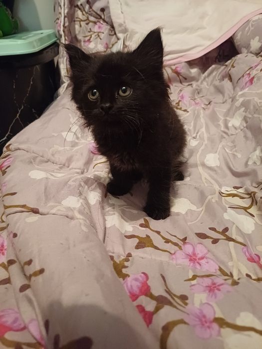 Мъжко котенце търси дом