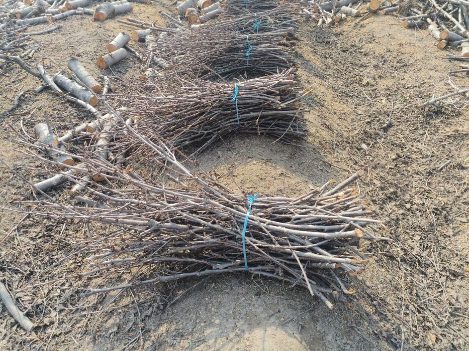 Qoʻqon gilos shaxchaoʻtini sotiladi