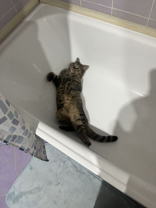 Отдаю кота в хорошие руки