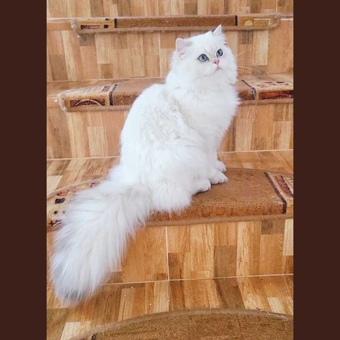 Fetita British Longhair alba cu ochi albastri superba