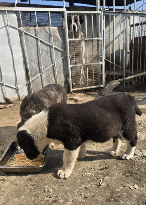 Щенки САО хороших кровей