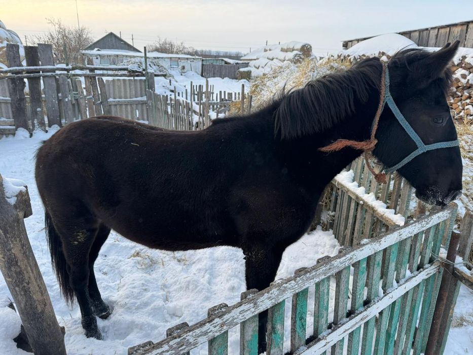 Продам кобылку год и семь месяцев