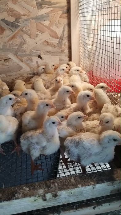 Продавам пиленца Жълто Пиле ДЮК