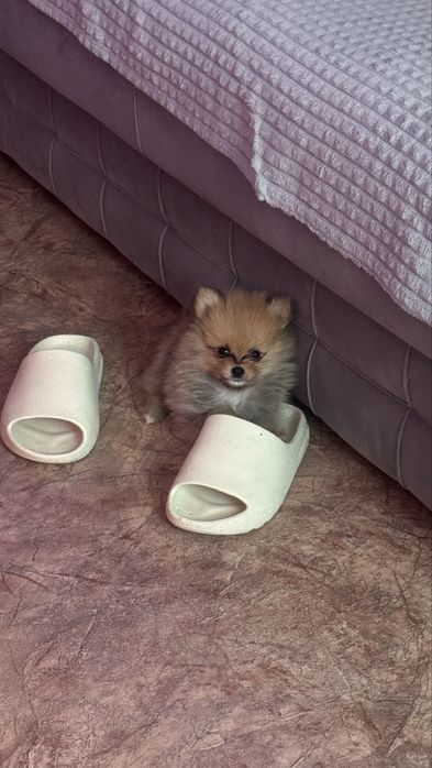 Щенок Шпиц немецкий