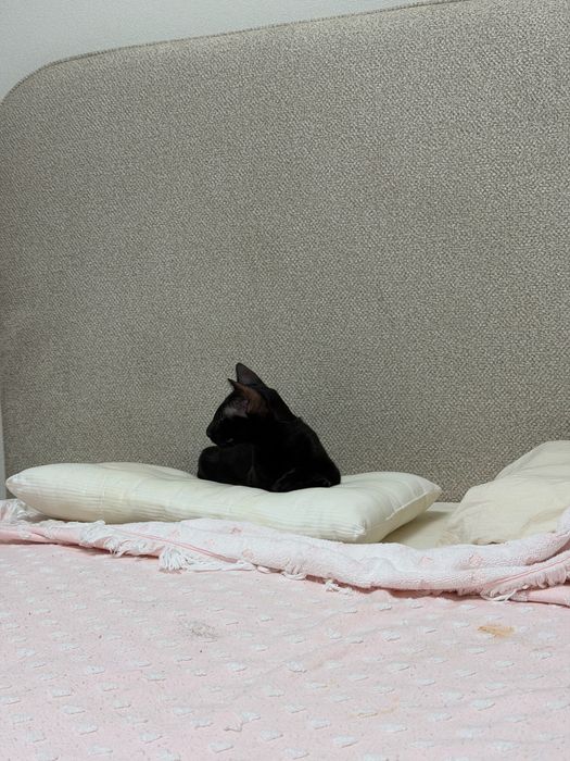 Продам ориентального котенка