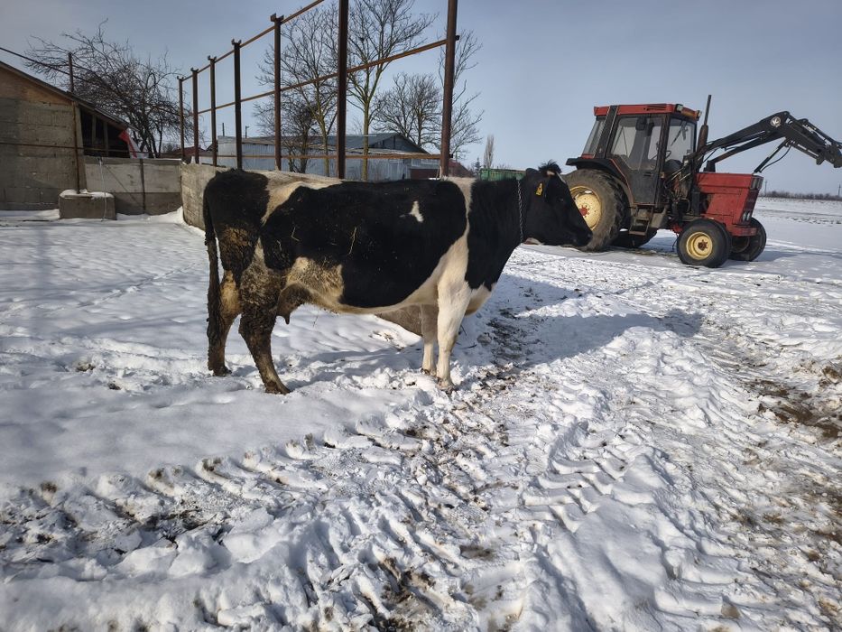 Vaca gestanta tanara