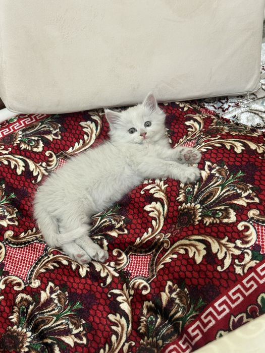 Котенок мальчик……….