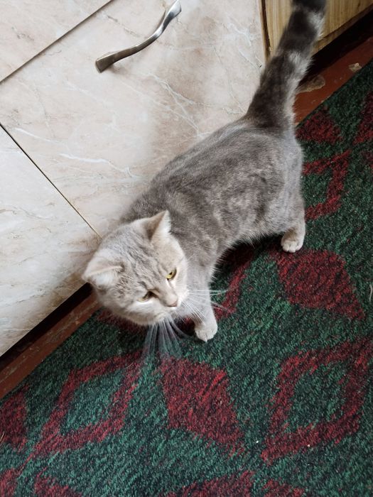 Продаю Шотландская скотиш Страйт девачка