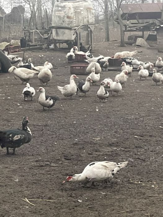 Vând Rațe Leșești