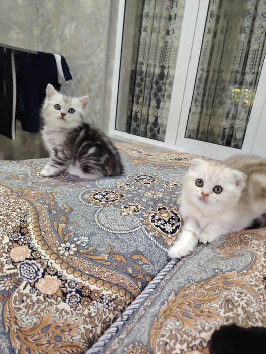 Скотиш Фолд ва Скотиш страйт