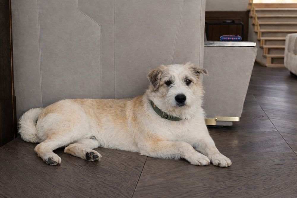 Добрая собака Майя станет верным другом