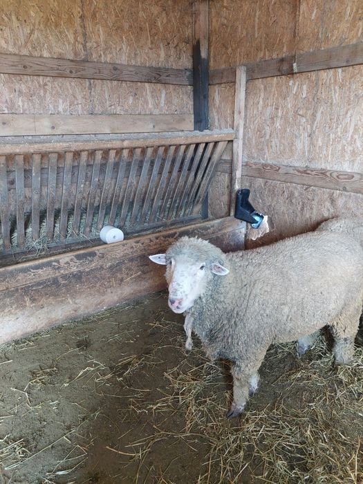 Vând berbec pentru sacrificat