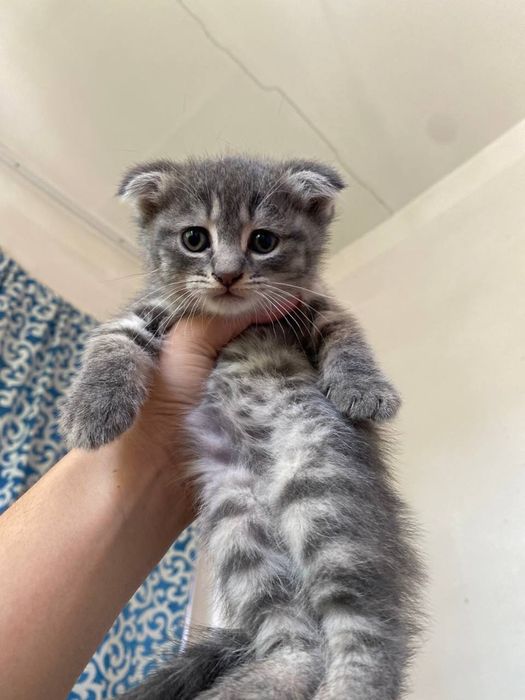 Породистый кошки 1.5 месяцев