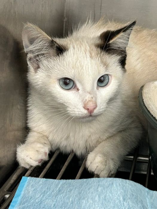 Котёнок девочка в добрые руки