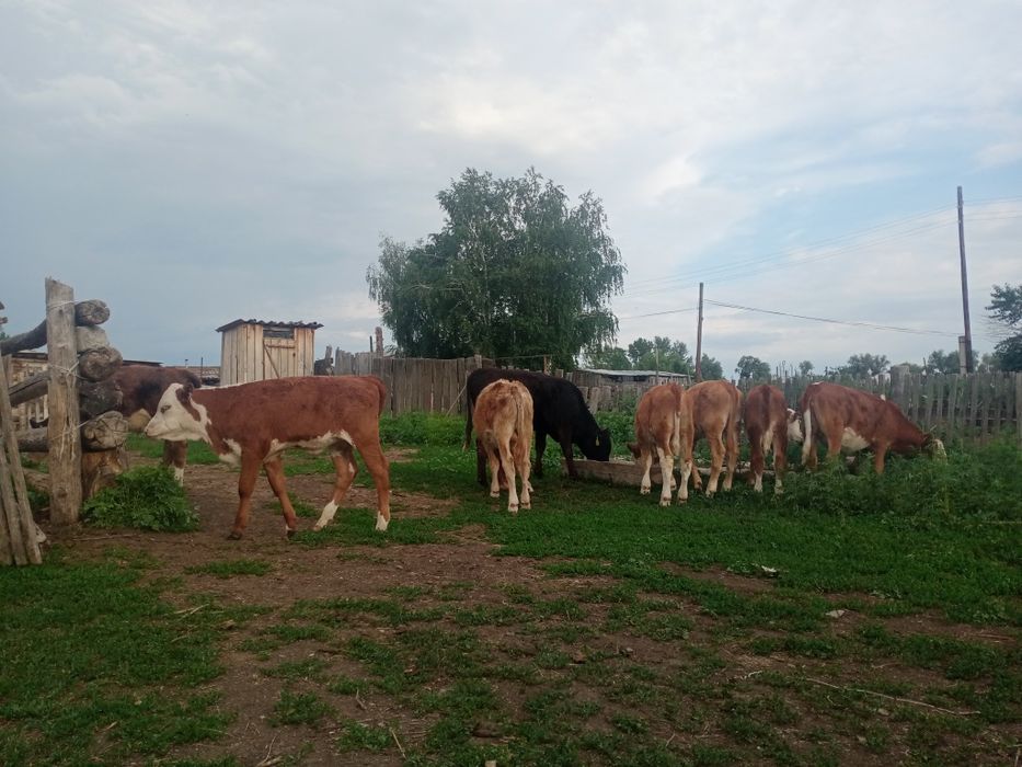 Теленки бұзаулар