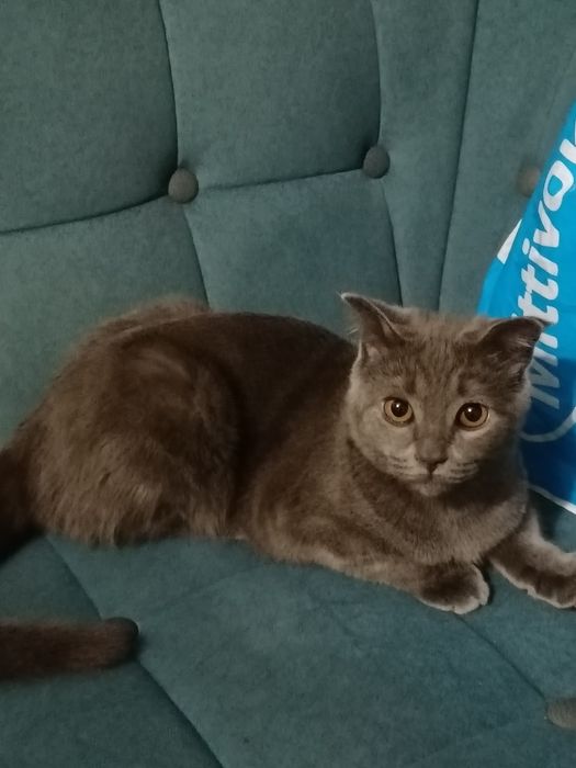 Mushuk Scottish Fold, ozoda, toza boqilgan  5 oylik