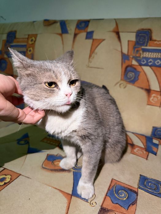 В хорошие добрые руки