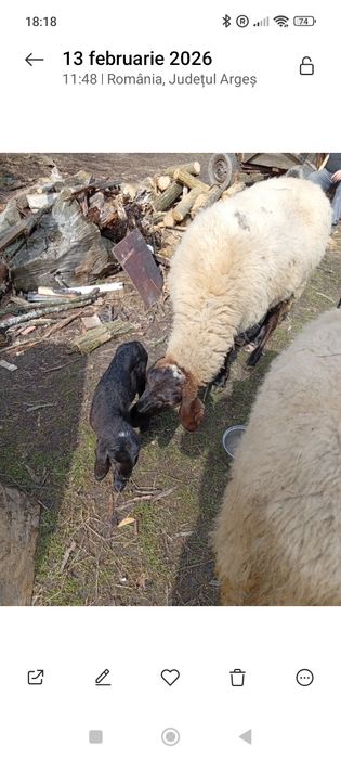 Super oferta ,oi carabașe și breze