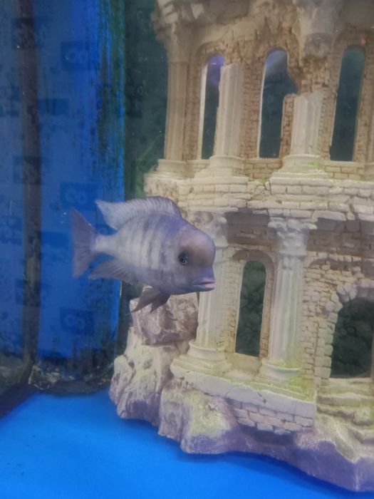 Продам рыбу цыхлиды дельфины