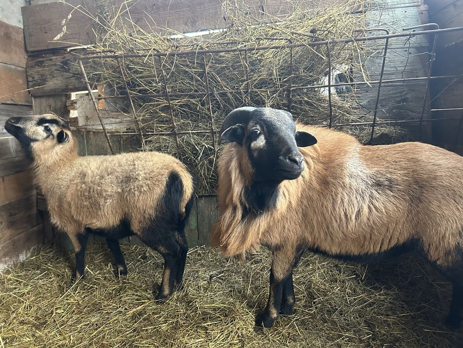 Vand Oi rasa ( Camerun )