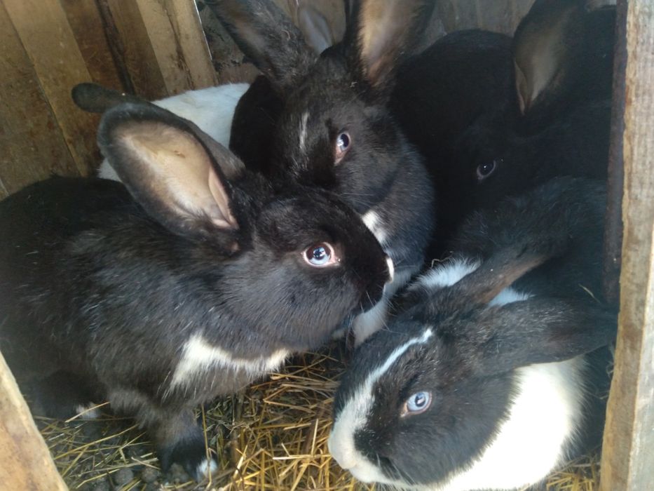 Қоян сатамын, Продам Кролик срочно.