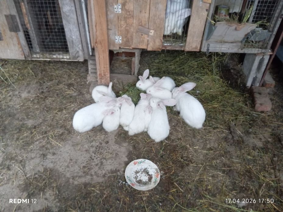 Продам кроликов       .
