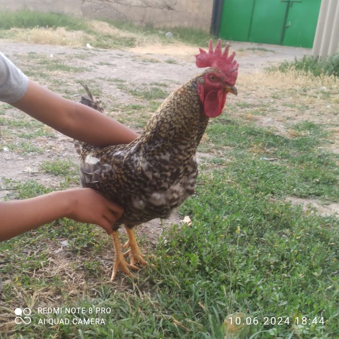 Қораз сатылады бағасы келісемз лч