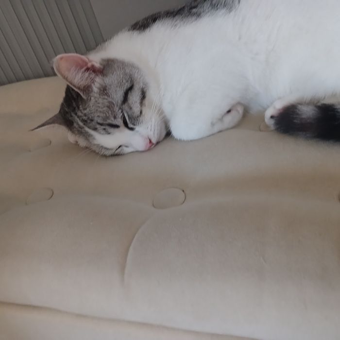 Кот 9 месяцев очень хороший