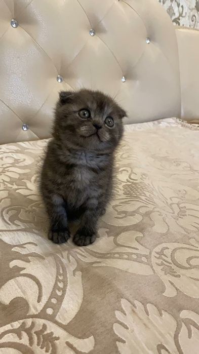 Шотландская кошка