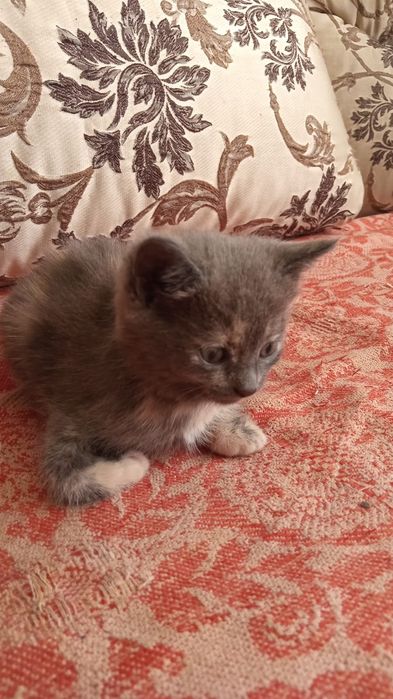 Отдам котят в добрые руки